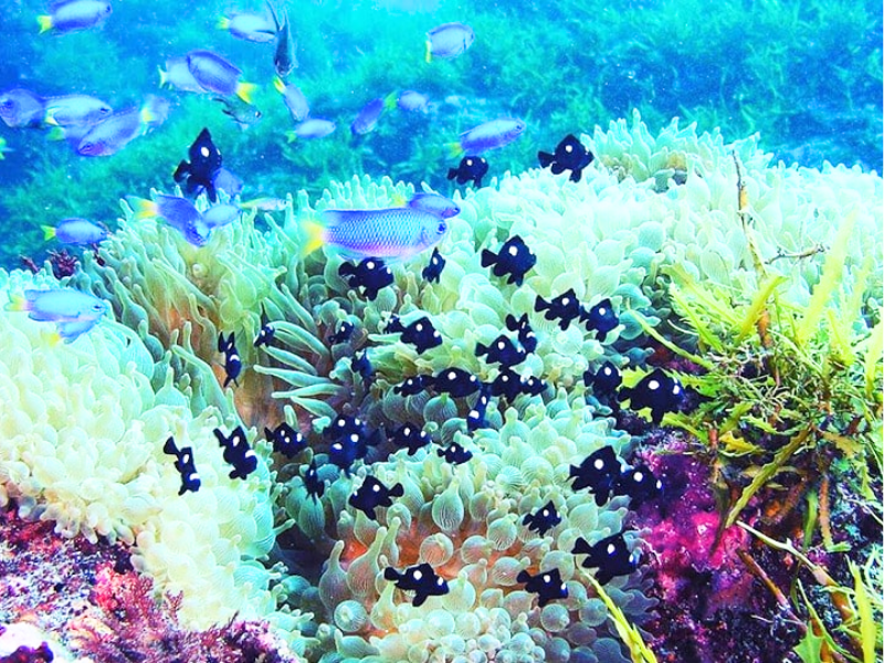 ★魅力いっぱい！伊豆大島の海を堪能